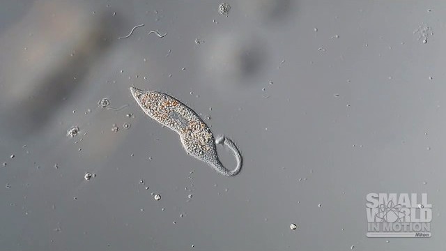 2018 Small World in Motion DIGITAL VIDEO COMPETITION