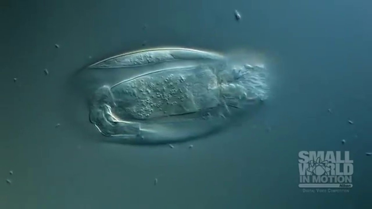 2018 Small World in Motion PHOTOMICROGRAPHY COMPETITION