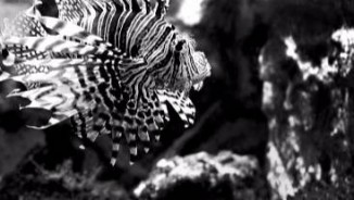 Animaux en Noir & Blanc