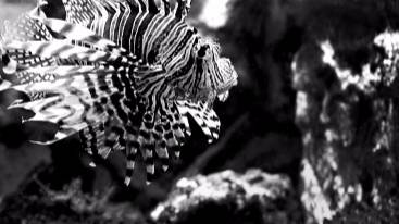 Animaux en Noir & Blanc