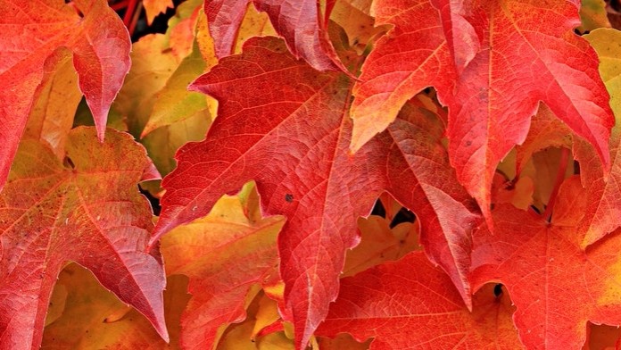  Best Yellow and Orange 2017 photo contest