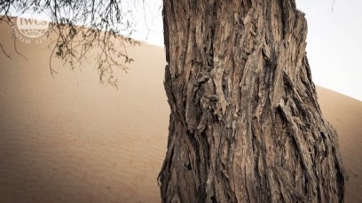 CHANGE in Wood Culture - Environment