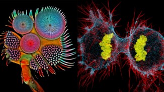 Nikon Small World Competition 2019